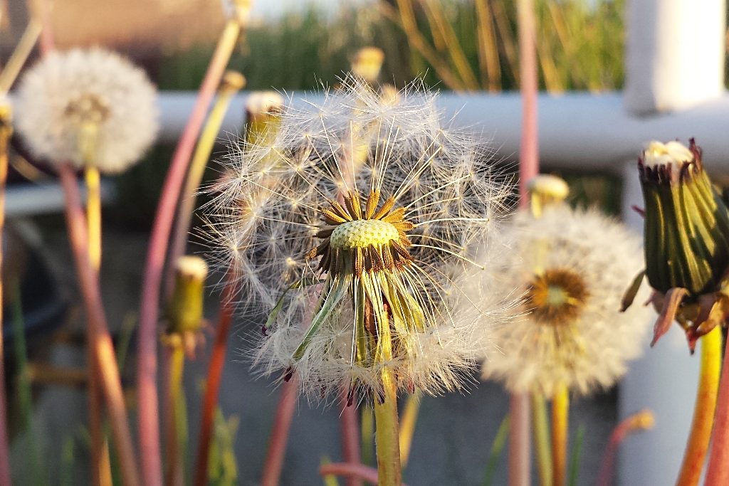 Löwenzahn / Pusteblume / Samen