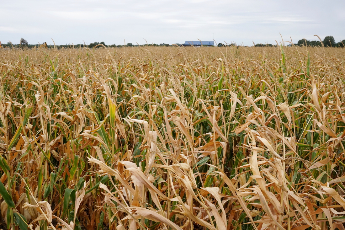 Maisfeld im Herbst / Ernte