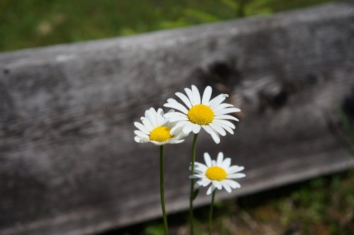 margherite-alm