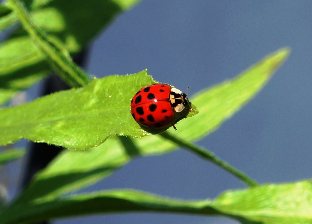 Marienkäfer auf Blatt