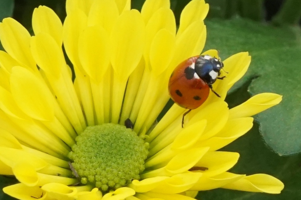 Marienkäfer Blüte