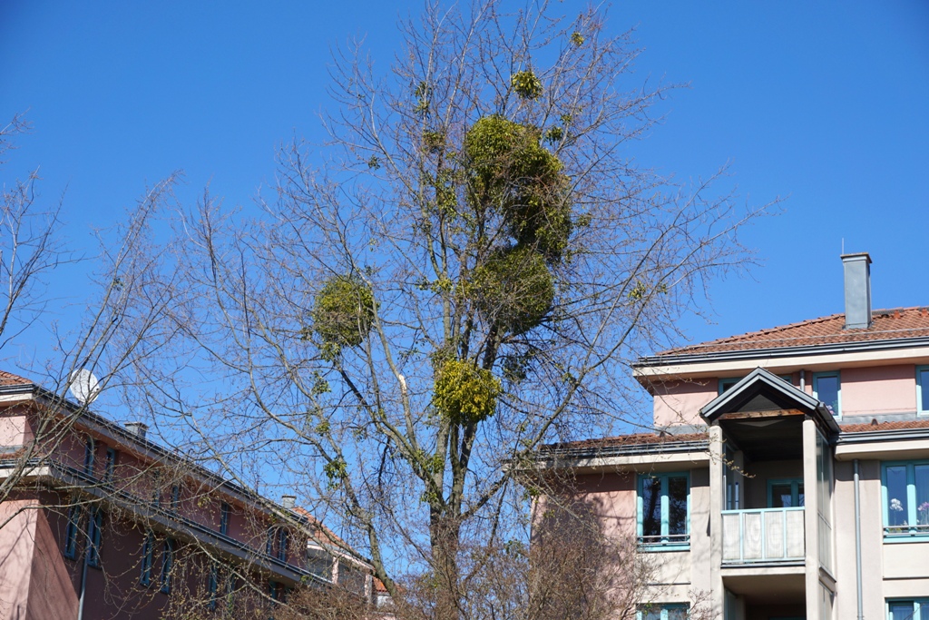 Mistelsträucher / Mistelstrauch im Baum