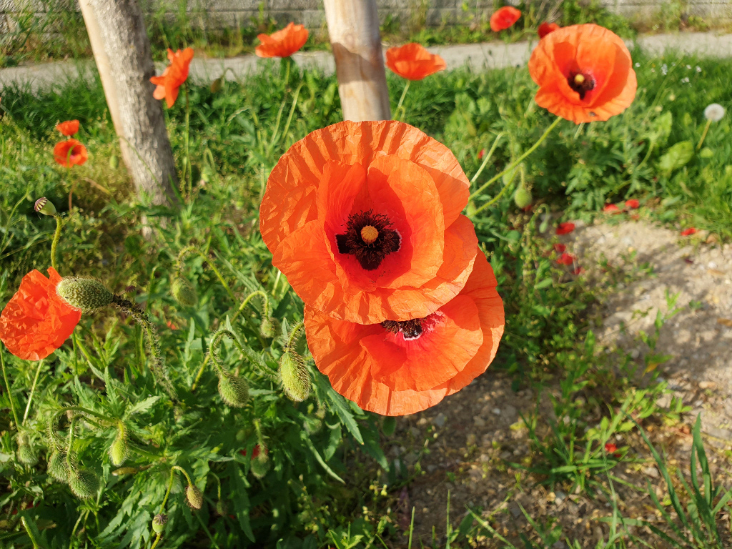 Mohnblume Blüte auf Wiese