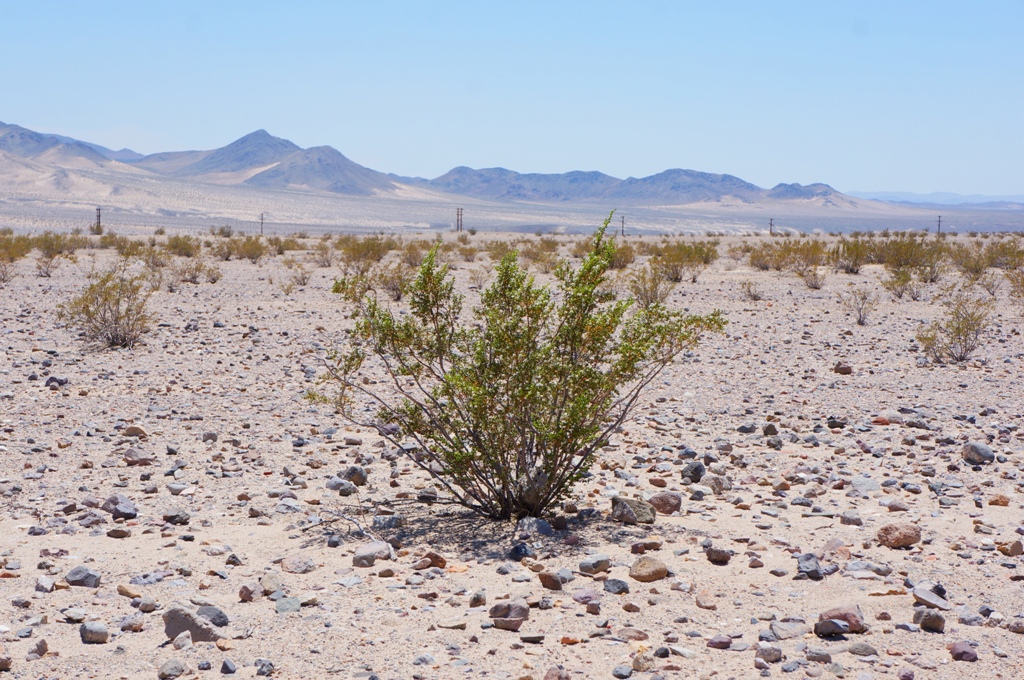 Kalifornien Mojave Wüste