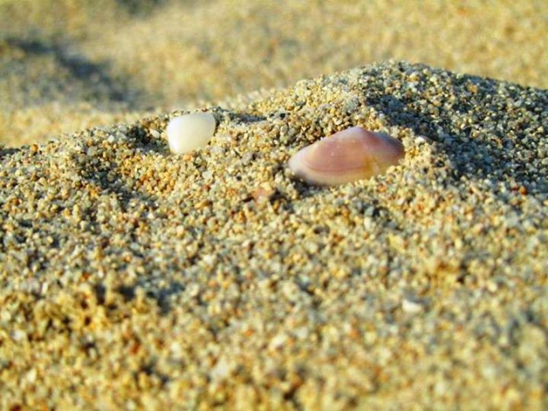 Muscheln Strand