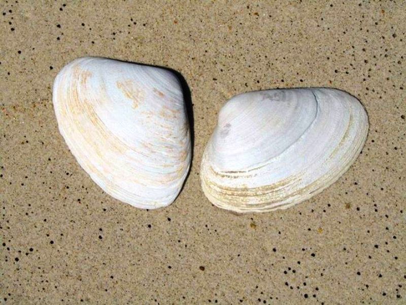 Muscheln Strand 1