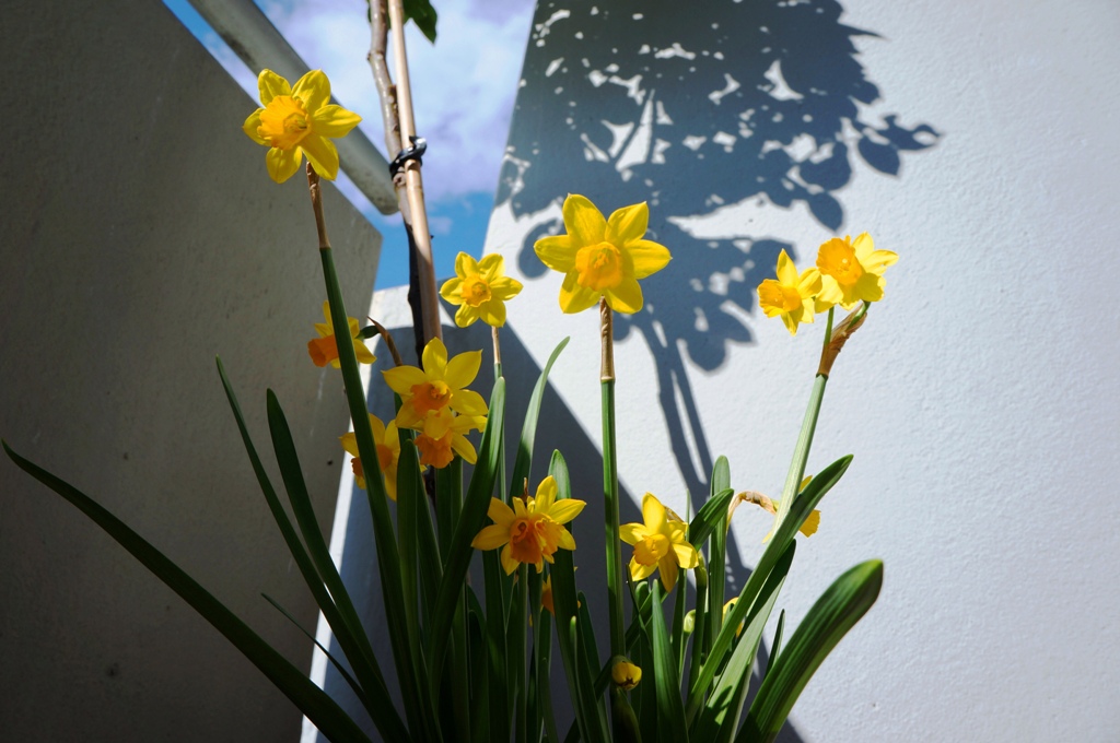 Narzissen am Balkon 2