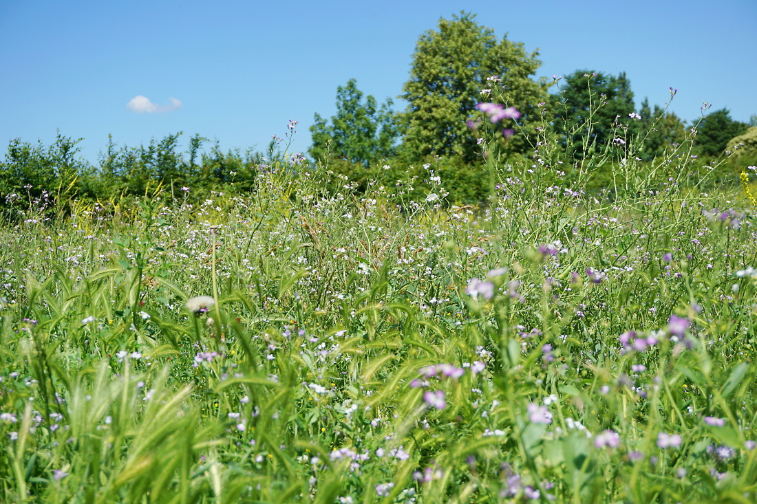 Natur Blumenwiese