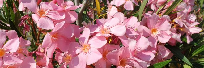 Oleander rosa