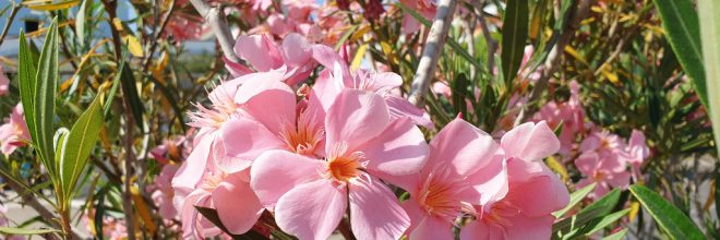 Oleander rosa Blüte