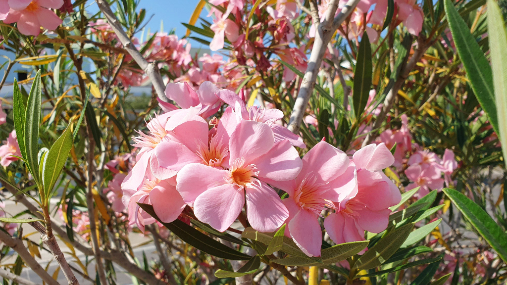 Oleander rosa Blüte