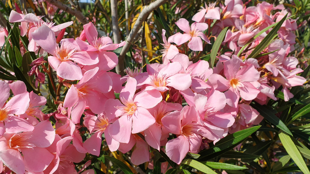 Oleander rosa