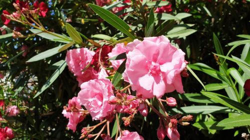 Oleander Rosenlorbeer