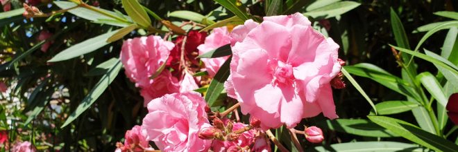 Oleander Rosenlorbeer