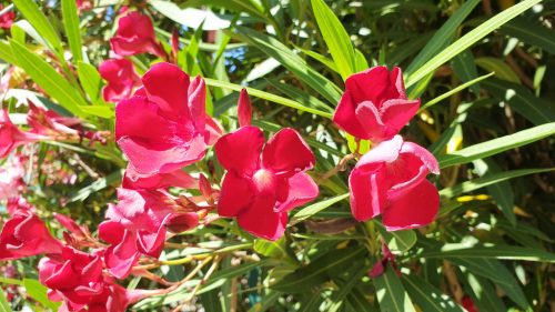 Oleander rot