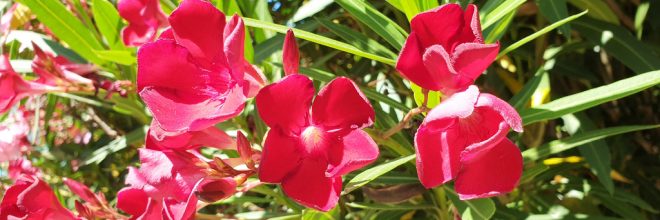 Oleander rot