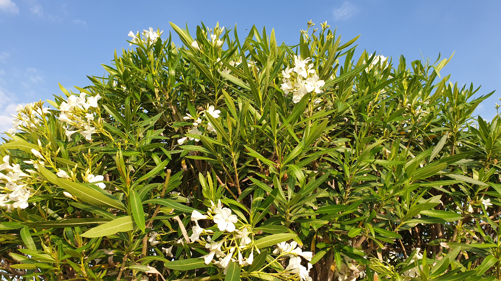 Oleander Strauch weiß