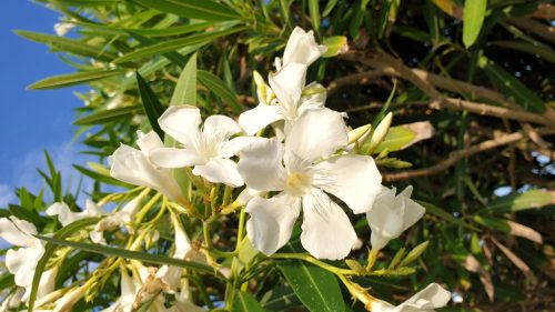 Oleander weiß Blüte