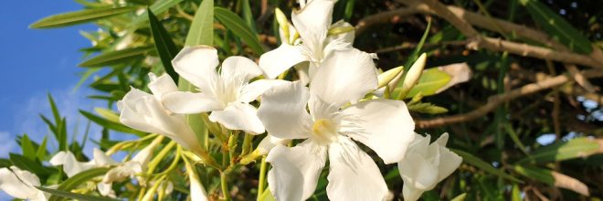 Oleander weiß Blüte