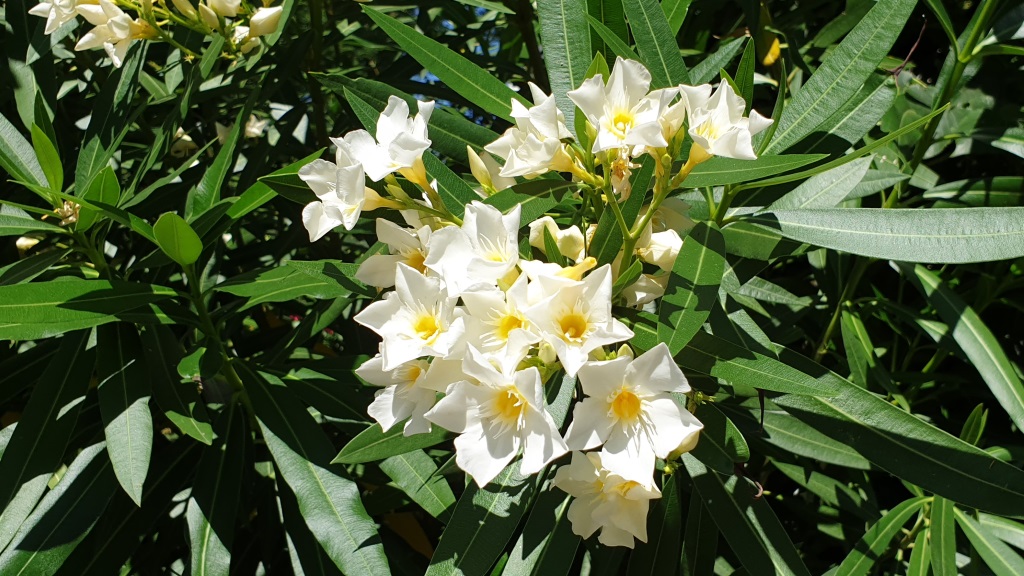 Oleander weiß