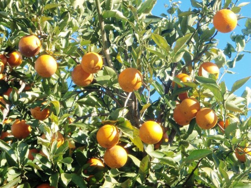 Orangen Orangenbaum