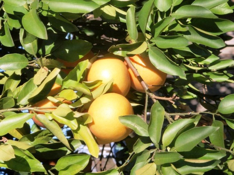 Orangen Orangenbaum