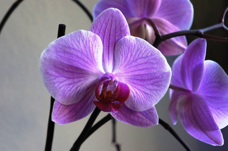 Orchidee Phalaenopsis