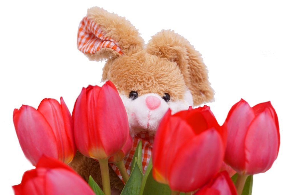 Frohe Ostern – Osterhase hinter Tulpen / Blumen