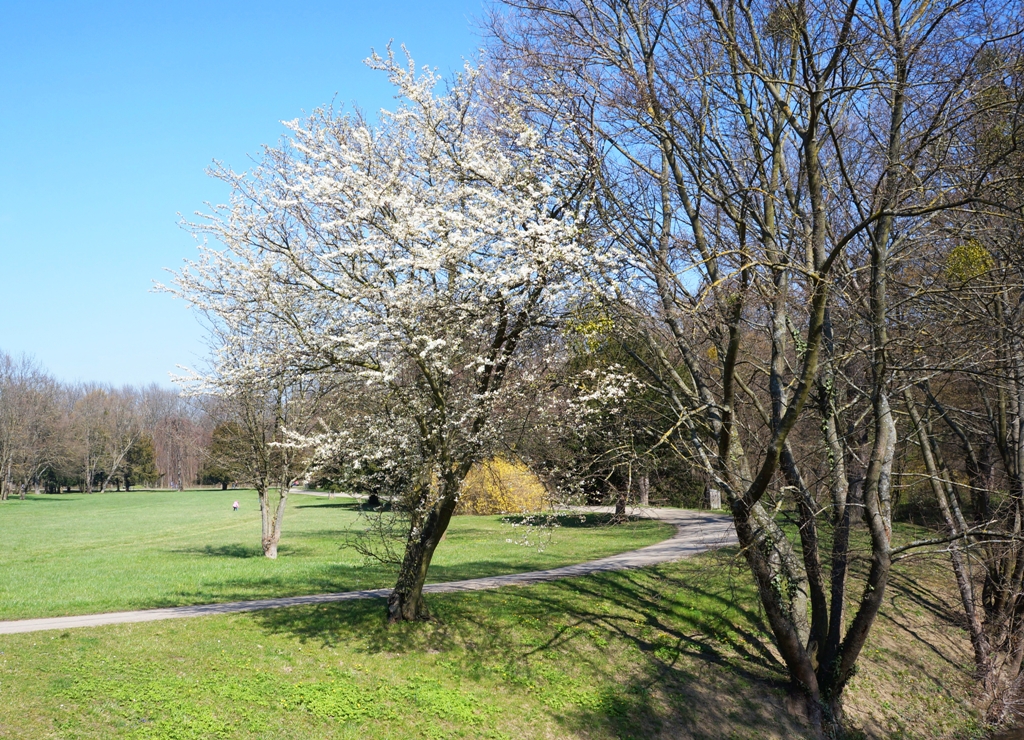 Park im Frühling / Frühjahr