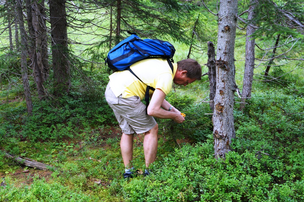 Pilze sammeln im Wald