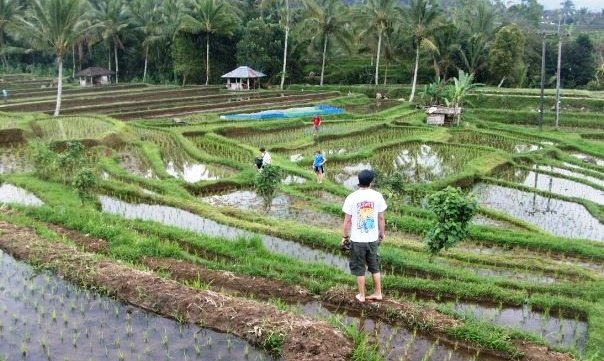Plantagen Felder Indonesien