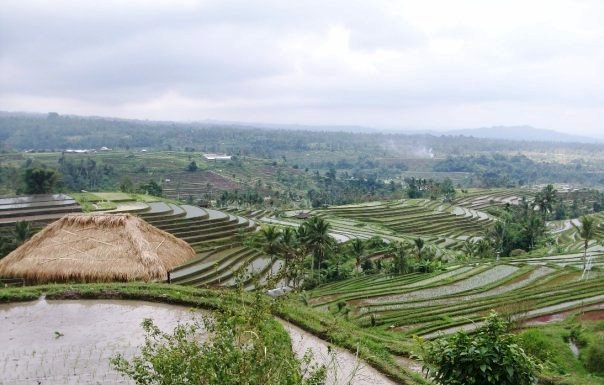 Plantagen Felder Indonesien 1