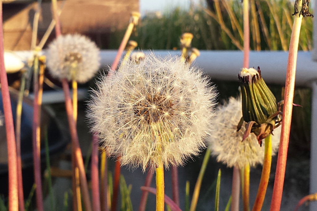 Pusteblume / Löwenzahn