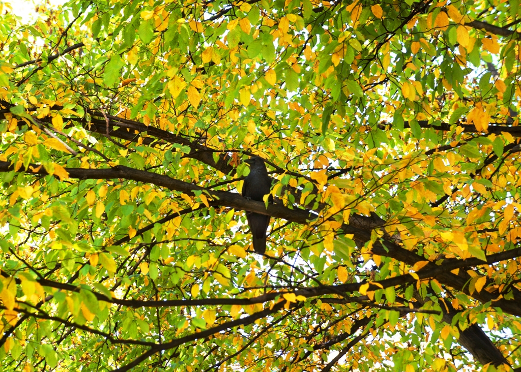 Rabe am Baum