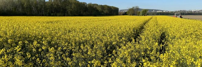 Rapsfeld Sommer
