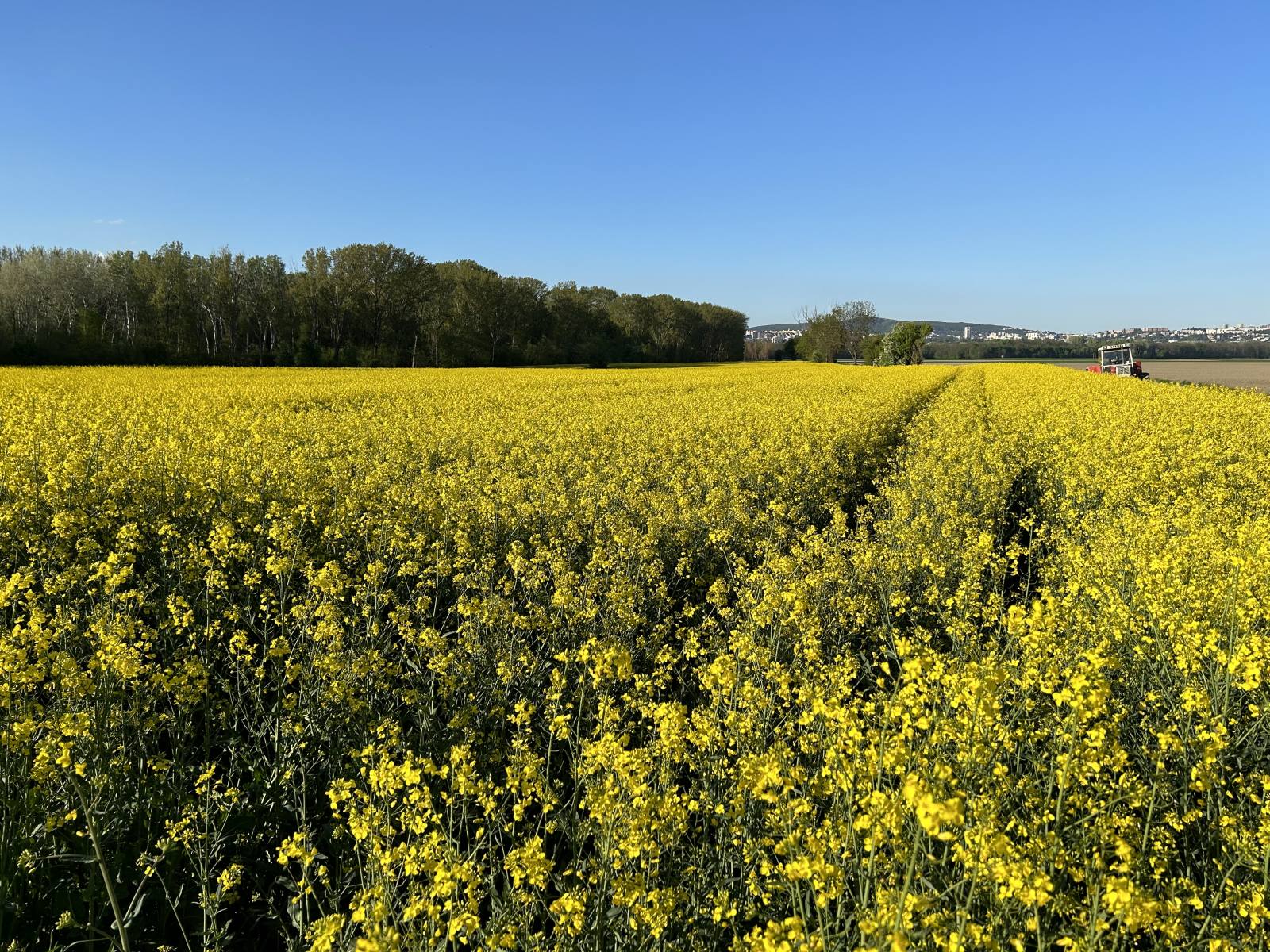 Rapsfeld Sommer