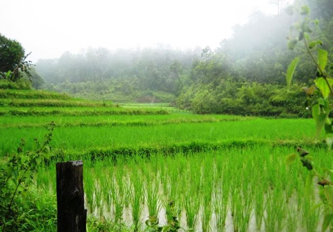 Reisfelder Thailand 1