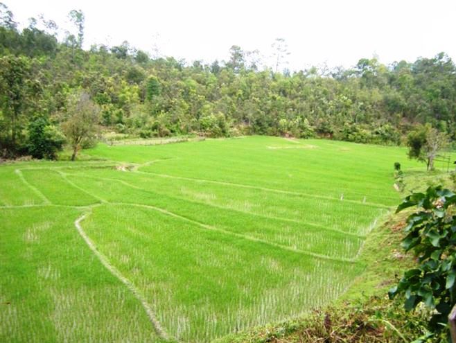 Reisfelder Thailand