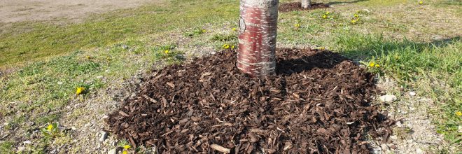 Rindenmulch Baum Gartenarbeit