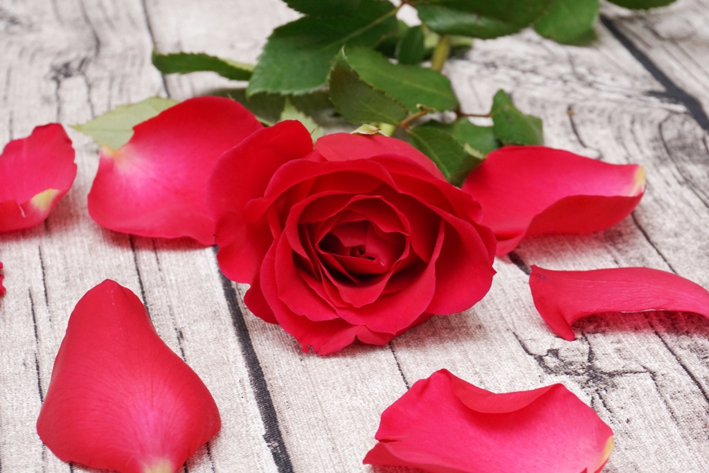 Blumen / rote Rose liegt auf holztisch