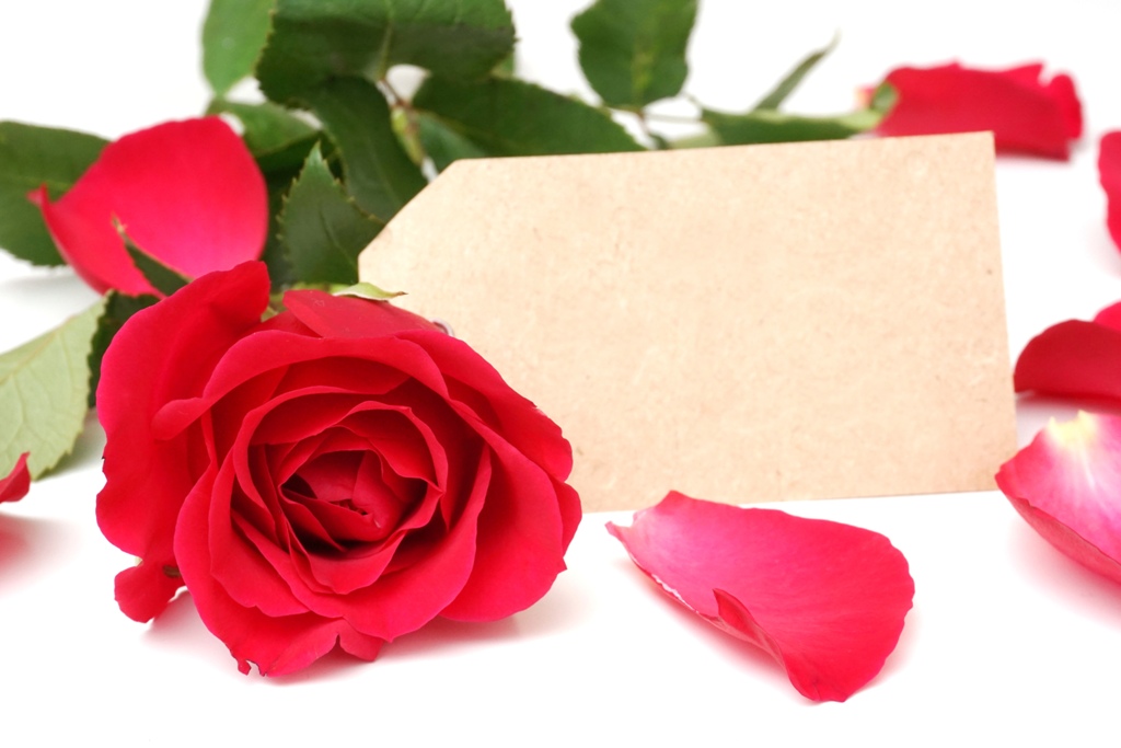 Rote Rose mit Platzhalterkarte für Text