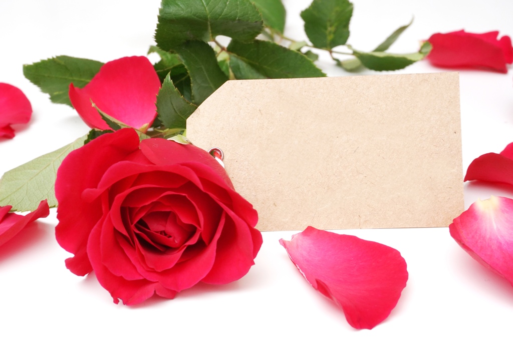 Rote Rose mit Platzhalzerschild für Text