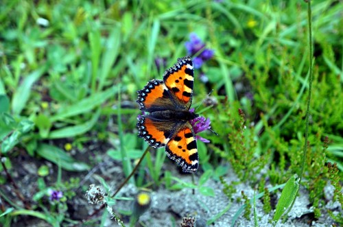 schmetterling