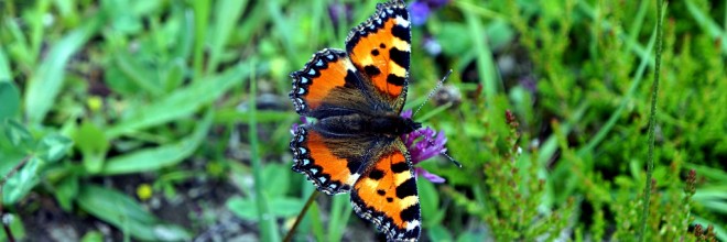 schmetterling