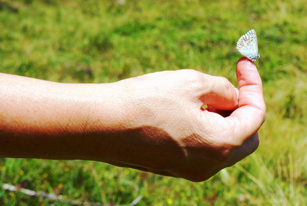 Schmetterling auf Hand