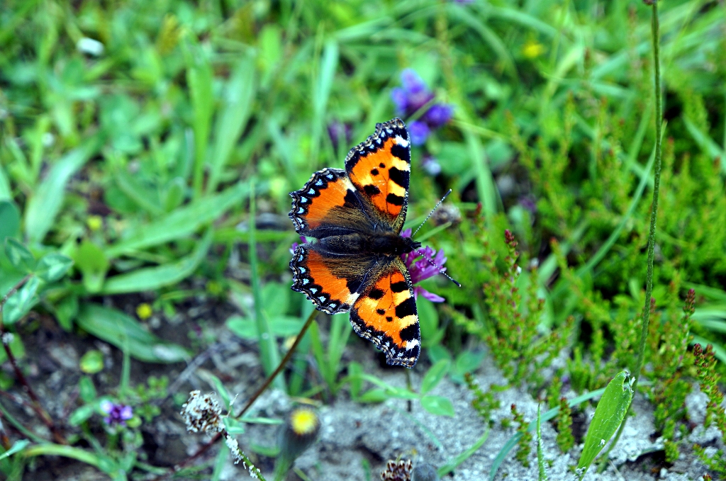 Schmetterling