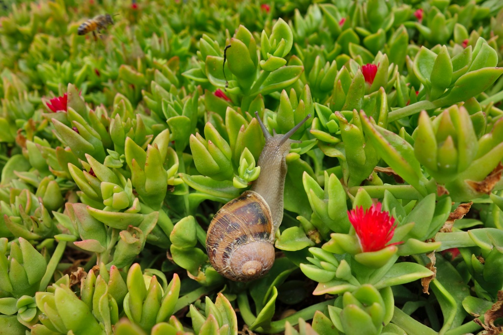 Schnecke in den Blumen