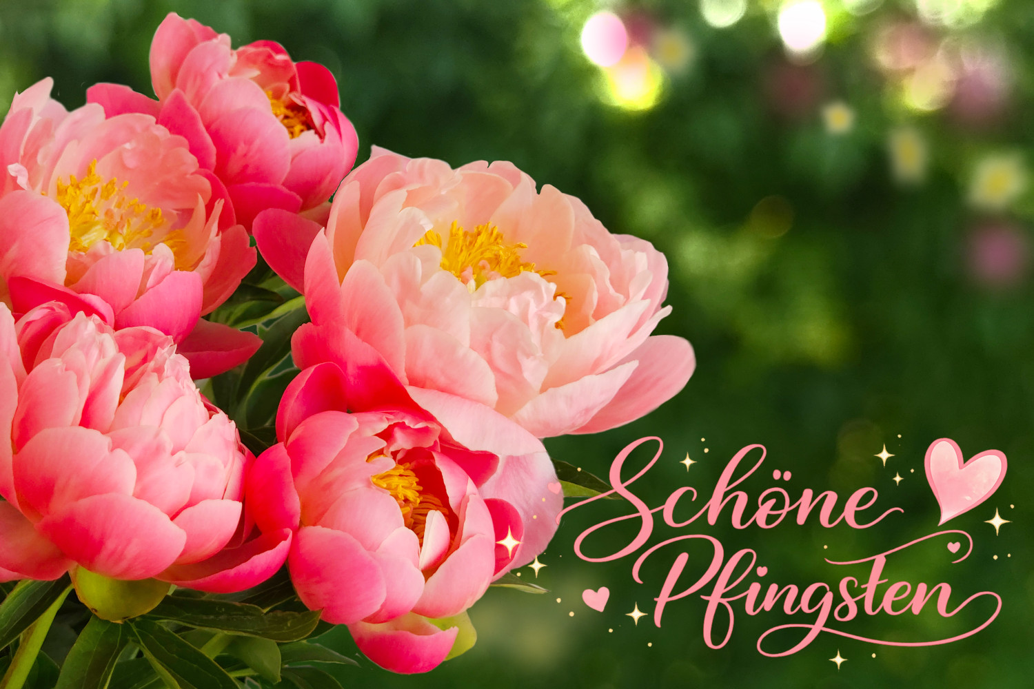 Schöne Pfingsten Pfingstrosen