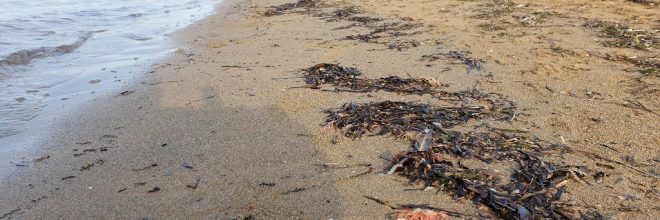 Seegras Algen am Strand