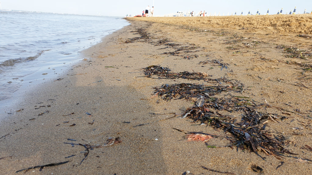 Seegras Algen am Strand